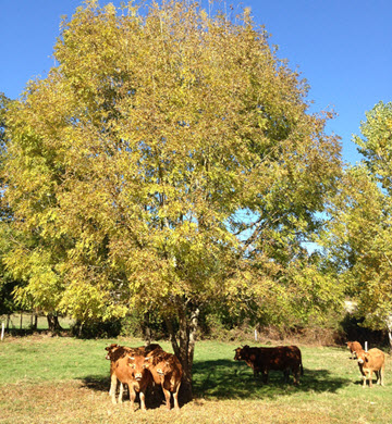 viande bio dordogne